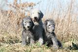 BEDLINGTON TERRIER 153
